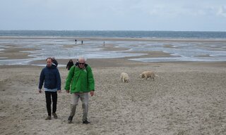 Texel-wandelen op het strand met honden- Buitenhof Reizen- begeleide vakanties voor mensen met een verstandelijke beperking