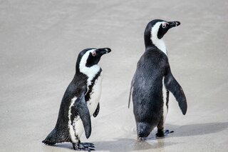 Zuid-Afrika - Pinguins - Buitenhof Reizen begeleide vakanties voor mensen met een verstandelijke beperking.