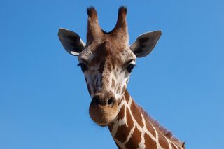 Safari Beekse Bergen - Giraf - Buitenhof Reizen begeleide vakanties voor mensen met een verstandelijke beperking.