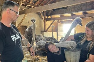 Bergeijk - Struisvogel voeren - Buitenhof Reizen begeleide vakanties voor mensen met een verstandelijke beperking