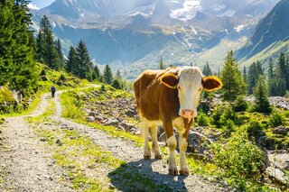 St. Johann in Tirol - Koe - Buitenhof Reizen begeleide vakanties voor mensen met een verstandelijke beperking