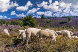 Beilen - schapen in de heide - Buitenhof Reizen begeleide vakanties voor mensen met een verstandelijke beperking. 