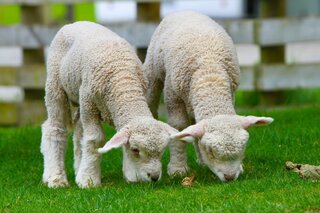 Beilen - Lammetjes - Buitenhof Reizen begeleide vakanties voor mensen met een verstandelijke beperking.