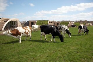 Boerderijvakantie Heeten - Koeien voor de Grondulow- Buitenhof Reizen begeleide vakanties voor mensen met een verstandelijke beperking