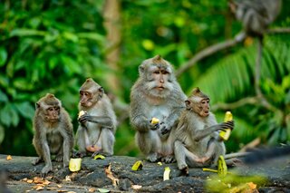 Bali - aapjes - Buitenhof Reizen begeleide vakanties voor mensen met een verstandelijke beperking