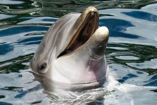 Idyllisch IstriÃ« - Dolfijn - Buitenhof Reizen begeleide vakanties voor mensen met een verstandelijke beperking