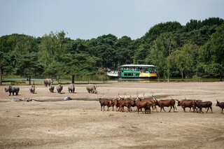 Op Safari in Beekse Bergen - Safari op het park - Buitenhof Reizen begeleide vakanties voor mensen met een verstandelijke beperking (1)