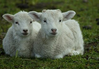 Beilen - Lammetjes - Buitenhof Reizen begeleide vakanties voor mensen met een verstandelijke beperking.