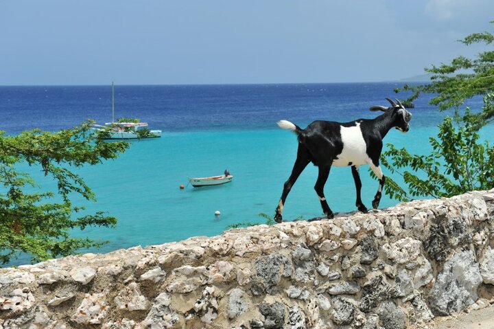 curaçao - geit op een muurtje - Buitenhof Reizen begeleide vakanties voor mensen met een verstandelijke beperking