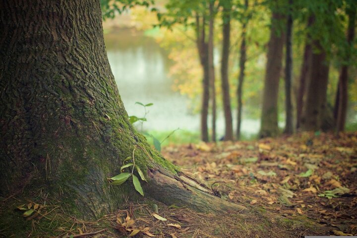 Veluwe - Bos - Buitenhof Reizen begeleide vakanties voor mensen met een verstandelijke beperking.