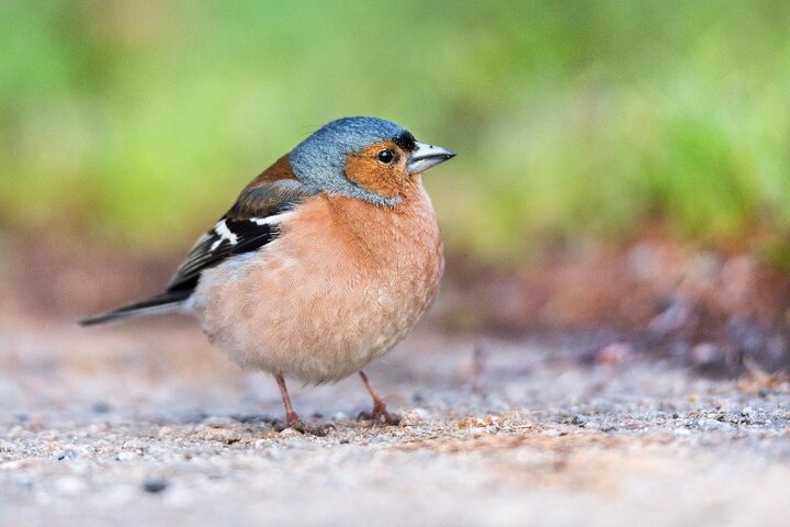 Wandelen vanuit Deventer - Vogeltje - Buitenhof Reizen begeleide vakanties voor mensen met een verstandelijke beperking.