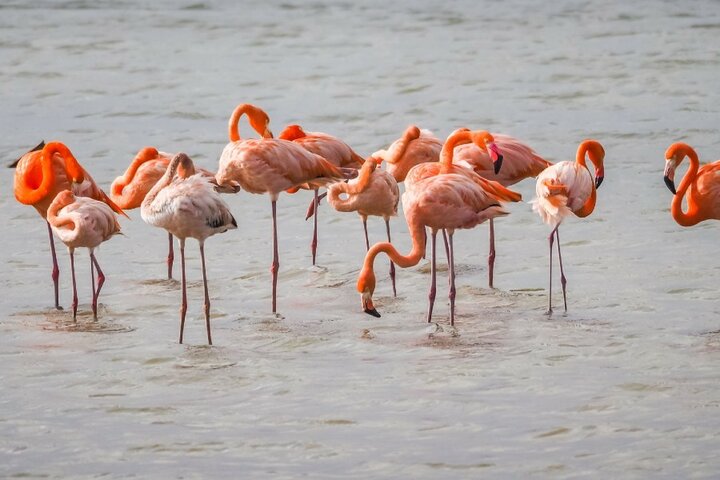 Curacao - Flamingo - Buitenhof Reizen begeleide vakanties voor mensen met een verstandelijke beperking.