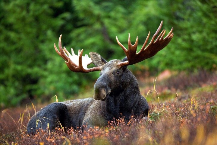 Canada - Eland - Buitenhof Reizen begeleide vakanties voor mensen met een verstandelijke beperking.