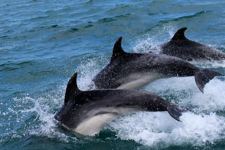 Madeira - Dolfijnen - Buitenhof Reizen begeleide vakanties voor mensen met een verstandelijke beperking.