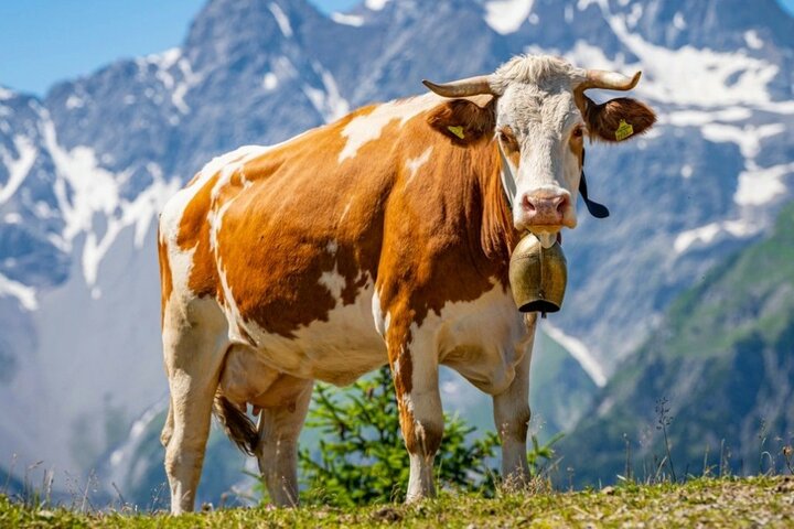 Drielandenreis Nauders - Koe - Buitenhof Reizen begeleide vakanties voor mensen met een verstandelijke beperking.