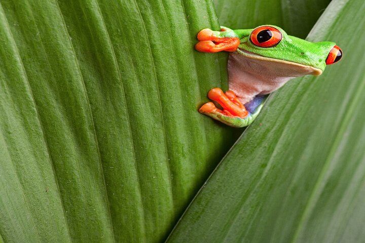 Costa Rica Kikker Buitenhof Reizen Begeleide vakanties voor mensen met een verstandelijke beperking