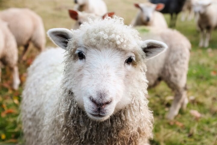 Ierland & Dublin - Schapen - Buitenhof Reizen begeleide vakanties voor mensen met een verstandelijke beperking mee