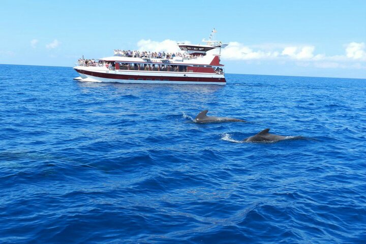 Tenerife zorgvakantie dolfijnen - Buitenhof Reizen begeleide vakanties voor mensen met een verstandelijke beperking