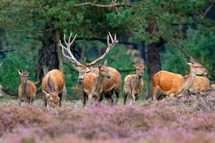 NL RA Vledder - Foto 2