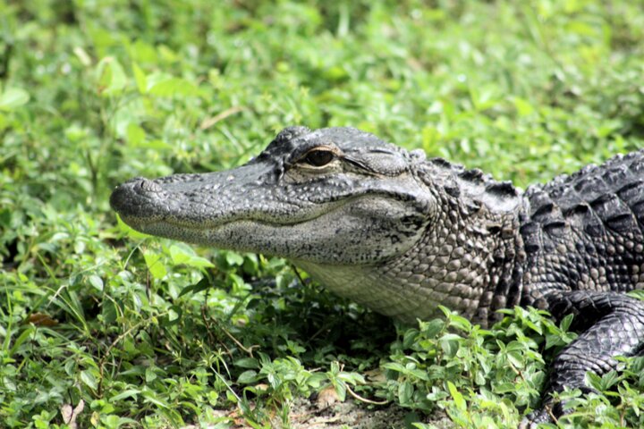 Florida - Aligator - Buitenhof Reizen begeleide vakanties voor mensen met een verstandelijke beperking