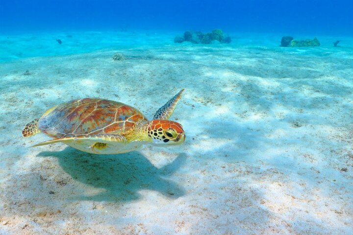 curaçao - zeeschildpad - Buitenhof Reizen begeleide vakanties voor mensen met een verstandelijke beperking