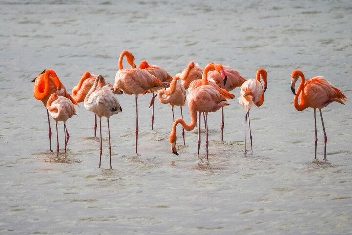 curaçao - flamingo's - Buitenhof Reizen begeleide vakanties voor mensen met een verstandelijke beperking