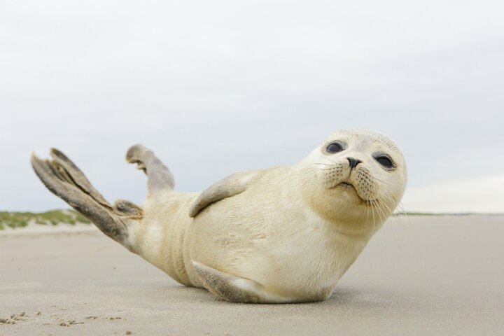Ameland - Zeehond - Buitenhof Reizen begeleide vakanties voor mensen met een verstandelijke beperking. 