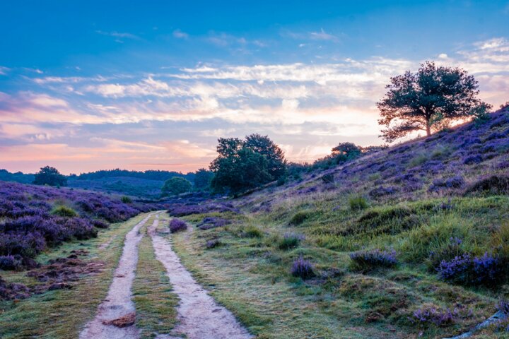 parc spelderholt - heide - Buitenhof Reizen begeleide vakanties voor mensen met een verstandelijke beperking. 