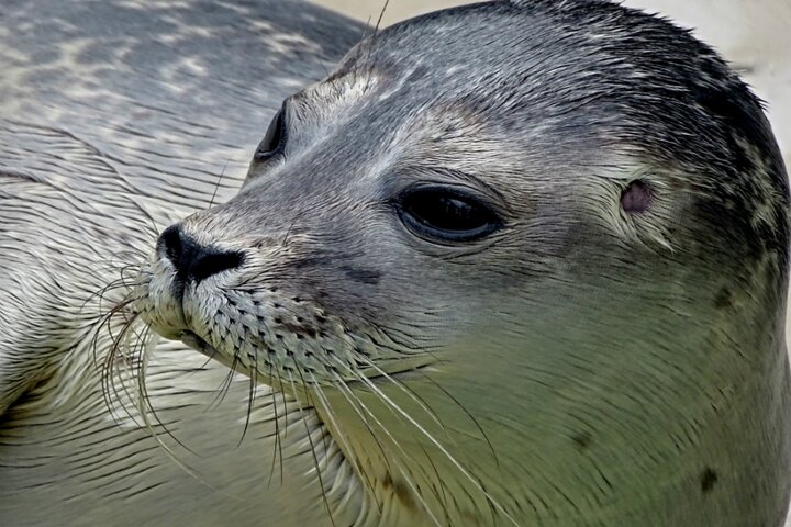 Texel-landal de sluftervallei - zeehond - Buitenhof Reizen begeleide vakanties voor mensen met een verstandelijke beperking. 