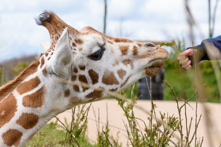 Emmen - giraffe - Buitenhof Reizen begeleide vakanties voor mensen met een beperking 