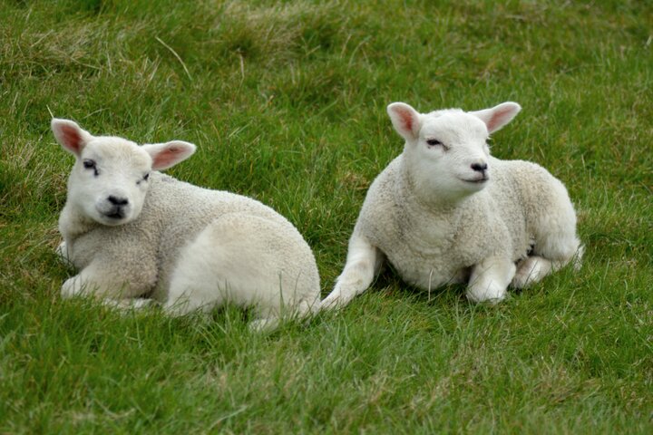 Texel - Rustig Aan foto 3