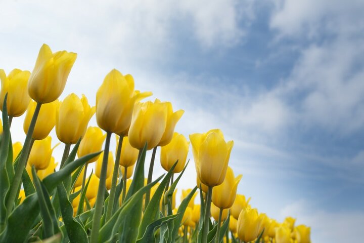 Buitenhof Zomercruise -Tulpen - Buitenhof Reizen begeleide vakanties voor mensen met een verstandelijke beperking.