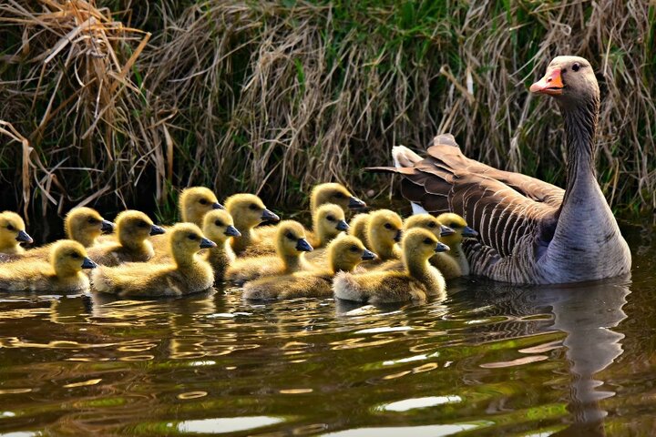 Elsloo -Moeder gans met kuikens - Buitenhof Reizen begeleide vakanties voor mensen met een verstandelijke beperking. 