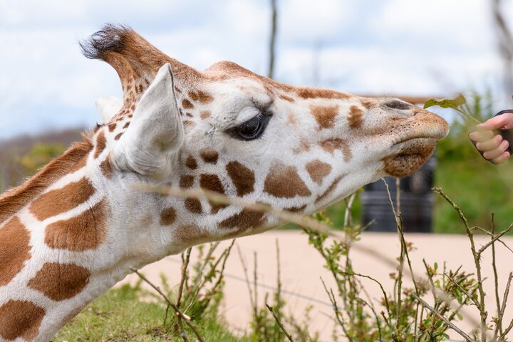 Op Safari in Beekse Bergen - Giraf - Buitenhof Reizen begeleide vakanties voor mensen met een verstandelijke beperking