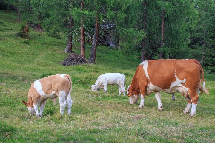 KarinthiÃ« - Koeien in de bergen - Buitenhof Reizen begeleide vakanties voor mensen met een verstandelijke beperking