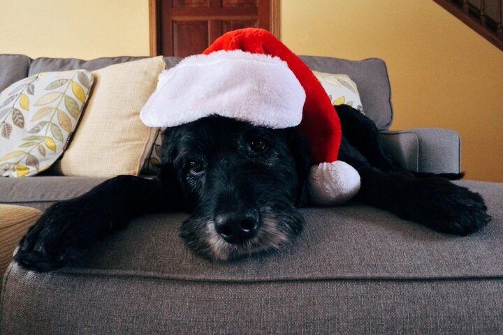 Vianden Kerstreis - Hond met kerstmuts- Buitenhof reizen begeleide vakanties voor mensen met een verstandelijke beperking
