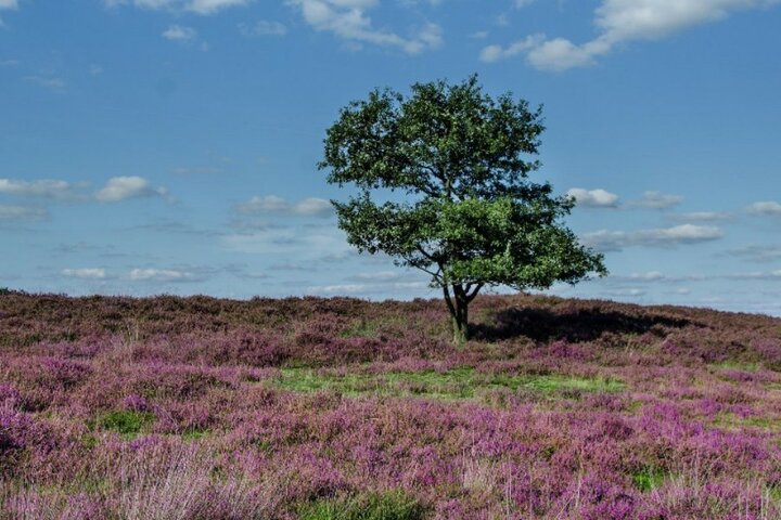 Lunteren - Heide - Buitenhof Reizen begeleide vakanties voor mensen met een verstandelijke beperking.