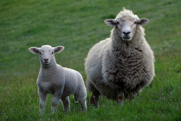 Emmen - schapen - Buitenhof Reizen begeleide vakanties voor mensen met een verstandelijke beperking