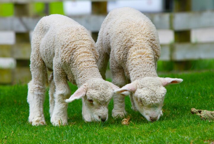 Texel-landal de sluftervallei - lammetjes - Buitenhof Reizen begeleide vakanties voor mensen met een verstandelijke beperking. 