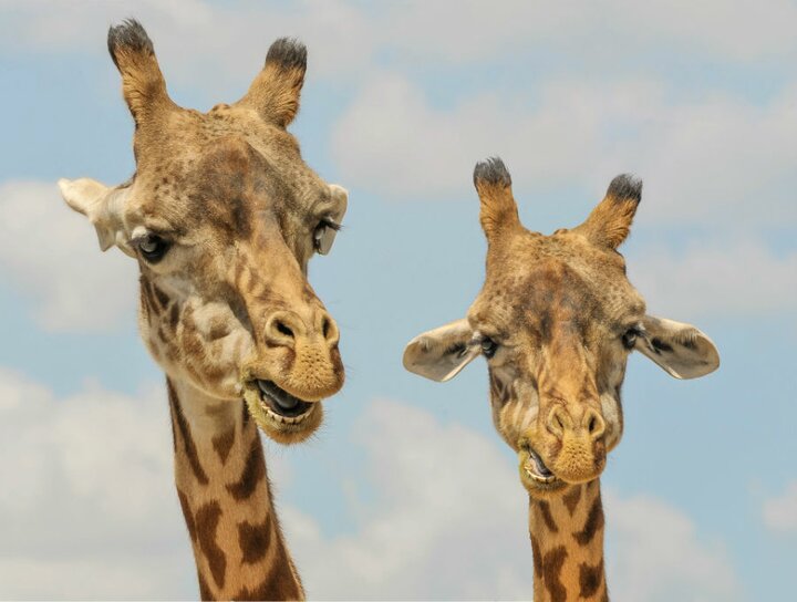 Emmen - Giraffen Wildlands - Buitenhof Reizen begeleide vakanties voor mensen met een verstandelijke beperking