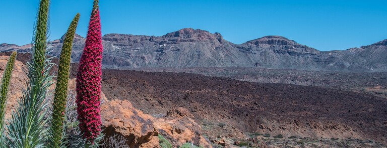 Tenerife - Header - Buitenhof Reizen begeleide vakanties voor mensen met een verstandelijke beperking.