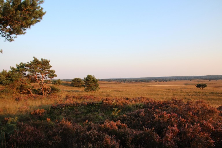 Buitenhof Reizen - Rustig aan - Prachtige Veluwe -  begeleide groepsreizen voor mensen met een verstandelijke beperking - heide