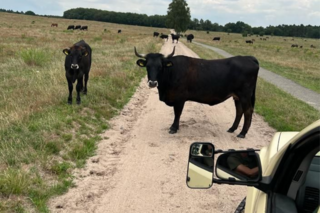 Buitenhof Reizen - Rondje Veluwe - Begeleide vakanties voor mensen met een beperking - Tocht met de Safari Express