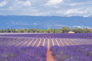 Buitenhof Reizen - Provence - begeleide vakanties voor mensen met een beperking - Lavendelveld