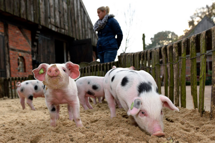 Buitenhof Reizen - Almelo - Begeleide vakanties voor mensen met een beperking - Varkentjes