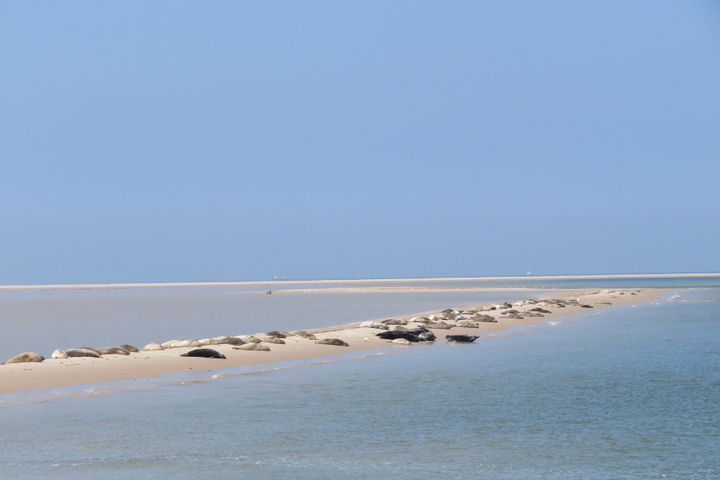 Buitenhof Reizen - Terschelling - Begeleide vakanties voor mensen met een beperking - Zeehonden