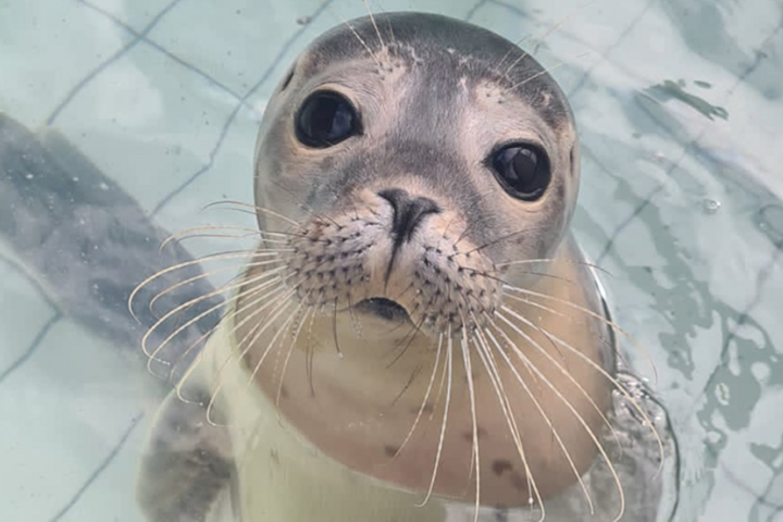 Buitenhof Reizen -Texel - begeleide vakanties voor mensen met een beperking - Ecomare - Zeehond