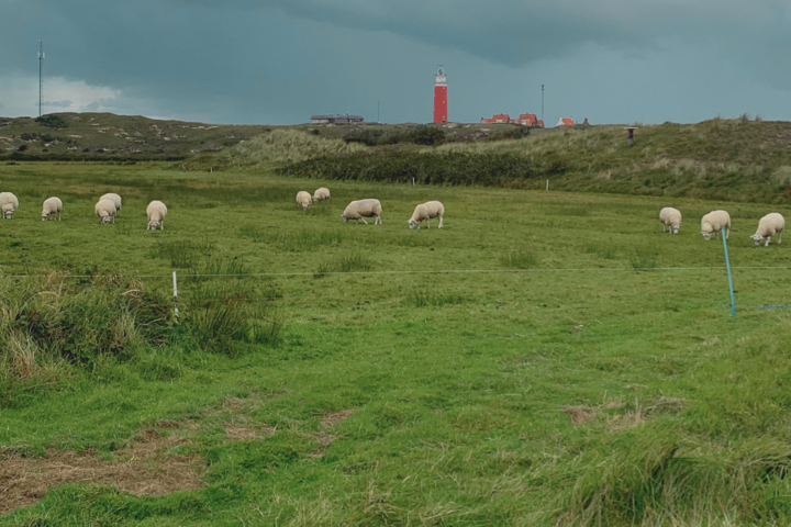 Buitenhof Reizen - Texel - begeleide vakanties voor mensen met een beperking - Schapen en vuurtoren