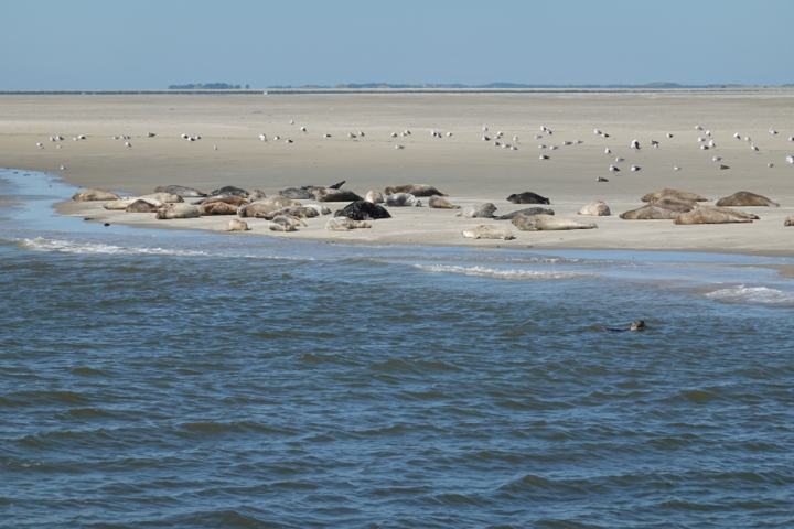 Buitenhof Reizen - Ameland - begeleide vakanties voor mensen met een beperking - Zeehonden op strandbank