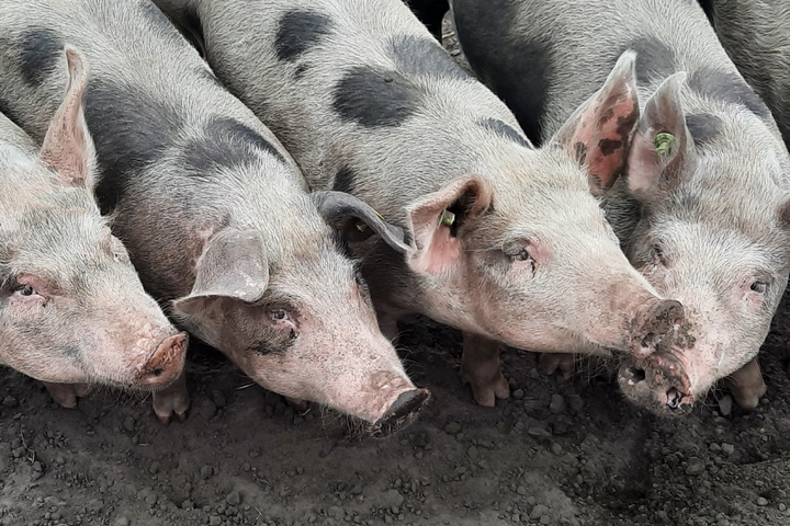 Buitenhof Reizen - De Moer - begeleide groepsreizen met een verstandelijke beperking - varkens